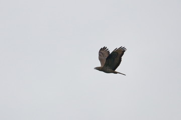 honey buzzard
