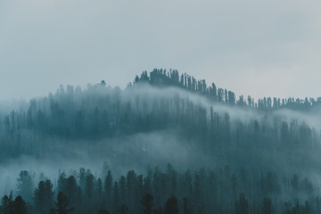 brouillard sur la forêt de conifères, silhouettes d& 39 arbres à flanc de colline, brume mystique