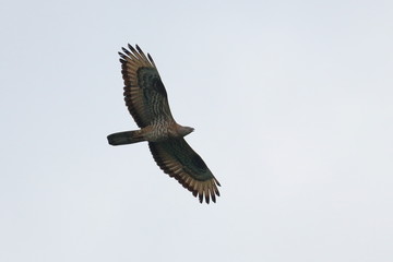 honey buzzard