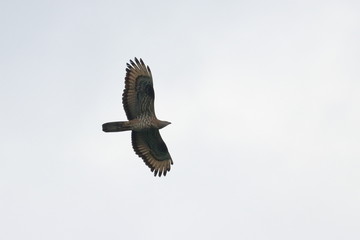 honey buzzard