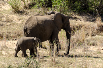 Fototapeta premium Eléphant d'Afrique, Loxodonta africana, Parc national Kruger, Afrique du Sud