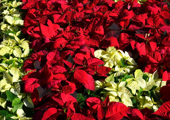 Red and white poinsettias,Christmas star or Star of Bethlehem plants as a floral background.Euphorbia Pulcherrima.Selective focus.