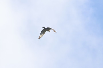 crested honey buzzard