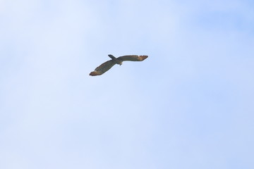 crested honey buzzard