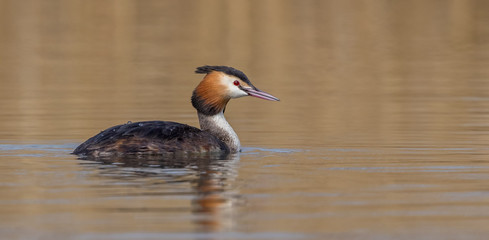 Great Crested Grebe Swimming