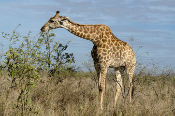 Girafe, Giraffa Camelopardalis, Parc national Kruger, Afrique du Sud