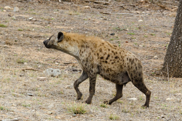 Naklejka na ściany i meble Hyène tachetée, jeune, Crocuta crocuta, Afrique du Sud