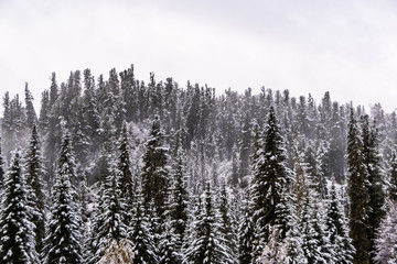 first snowfall in autumn forest, snow on yellow leaves of trees, sudden cold snap