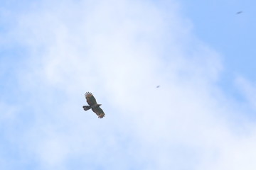crested honey buzzard