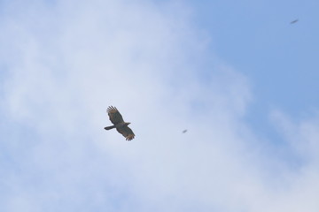 crested honey buzzard