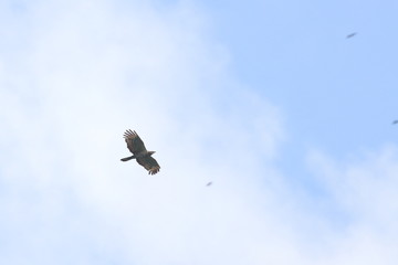 crested honey buzzard