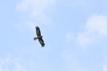 marsh harrier