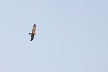 marsh harrier
