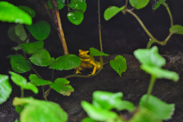 Panamanian Golden Frog hiding 