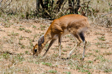 Steinbock, Raphicerus campestris, Parc national Kruger, Afrique du Sud
