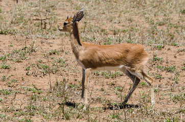 Steinbock, Raphicerus campestris, Parc national Kruger, Afrique du Sud