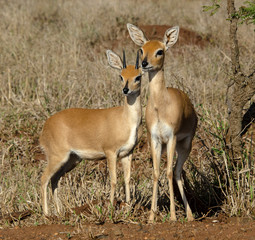 Steinbock, Raphicerus campestris, Parc national Kruger, Afrique du Sud