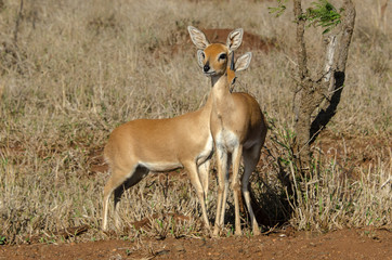 Steinbock, Raphicerus campestris, Parc national Kruger, Afrique du Sud