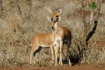 Naklejka na ściany i meble Steinbock, Raphicerus campestris, Parc national Kruger, Afrique du Sud