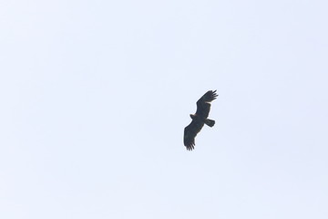 greater spotted eagle