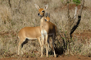 Steinbock, Raphicerus campestris, Parc national Kruger, Afrique du Sud