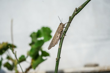Meadow Grasshopper or Chorthippus parallelus with side view.