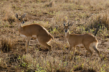 Naklejka na ściany i meble Steinbock, Raphicerus campestris, Parc national Kruger, Afrique du Sud