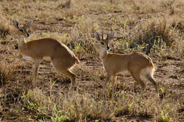 Steinbock, Raphicerus campestris, Parc national Kruger, Afrique du Sud