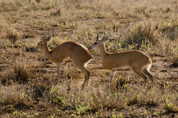 Steinbock, Raphicerus campestris, Parc national Kruger, Afrique du Sud