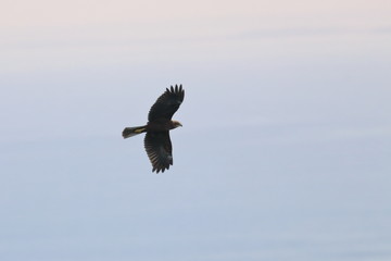 raptor