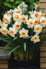 Daffodils in pot, blossoming bouquet flowers, floral home design