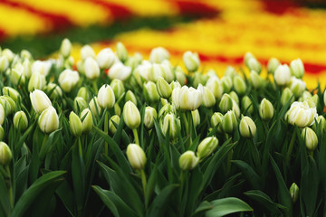 Field of white tulips 
