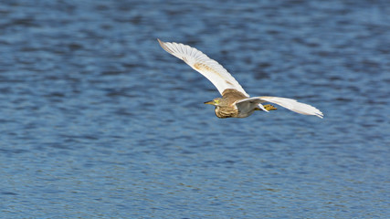 Squacco Heron (Ardeola ralloides), Crete