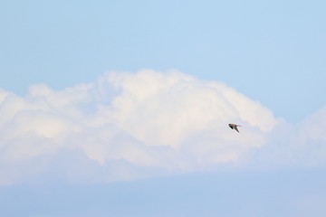 harrier
