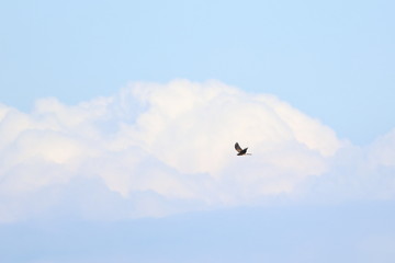 harrier