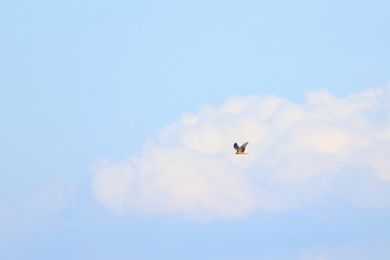 harrier
