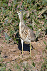 Squacco Heron (Ardeola ralloides), Crete