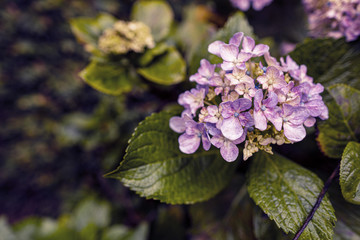 Flor Hort&ecirc;nsia (Hydrangea Macrophylla) cercada de folhas em dia chuvoso na cidade de Campos do Jord&atilde;o, S&atilde;o Paulo, Brasil, regi&atilde;o da Serra da Mantiqueira