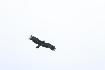 steppe eagle