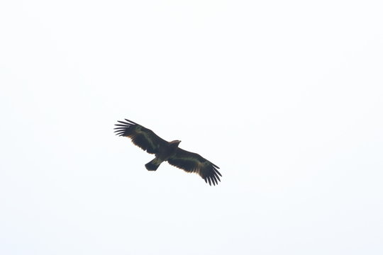 Steppe Eagle