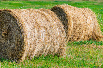 dry hay rolls for cattle feed, grass harvesting for cows, harvesting wheat and oats in field