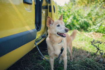 犬