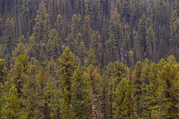 green carpet of trees on hillside, dense coniferous forest as background