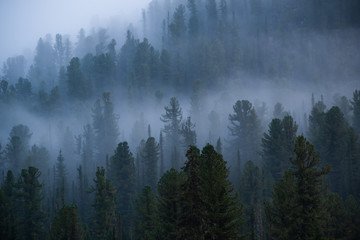 fog over coniferous forest, silhouettes of trees on hillside, mystical haze