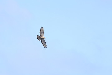 raptor