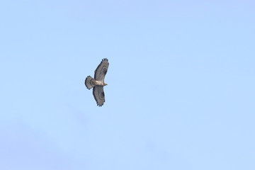 raptor
