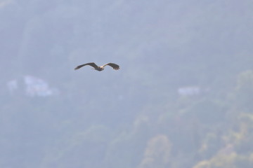 marsh harrier