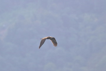 marsh harrier
