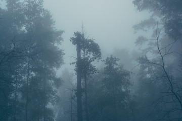 Fototapeta na wymiar Mystical forest in fog, silhouettes of tree branches in blue fog