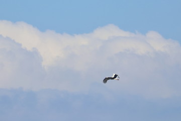 Fototapeta na wymiar white stork